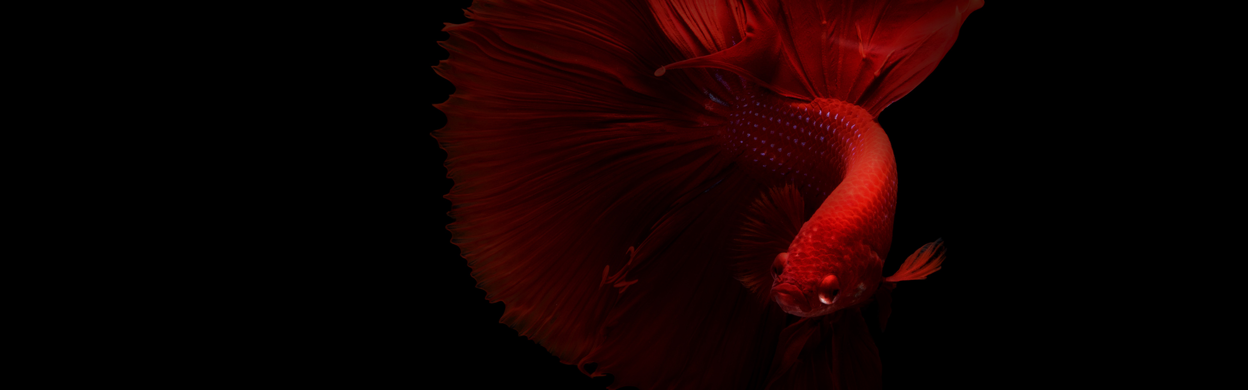 南寧發(fā)電機出租